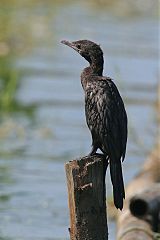 Little Cormorant